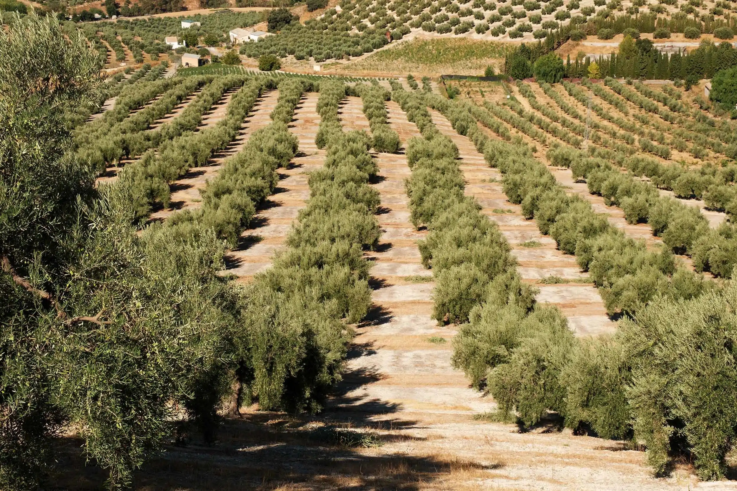 Olivar